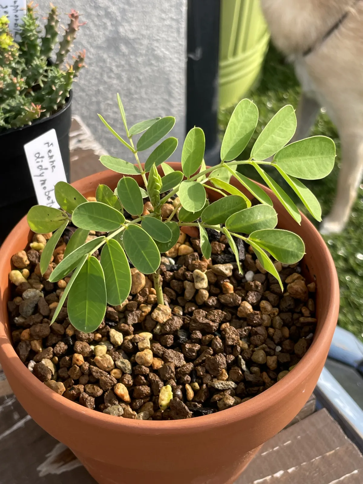 Senna didymobotrya (センナ ディディモボトリア)