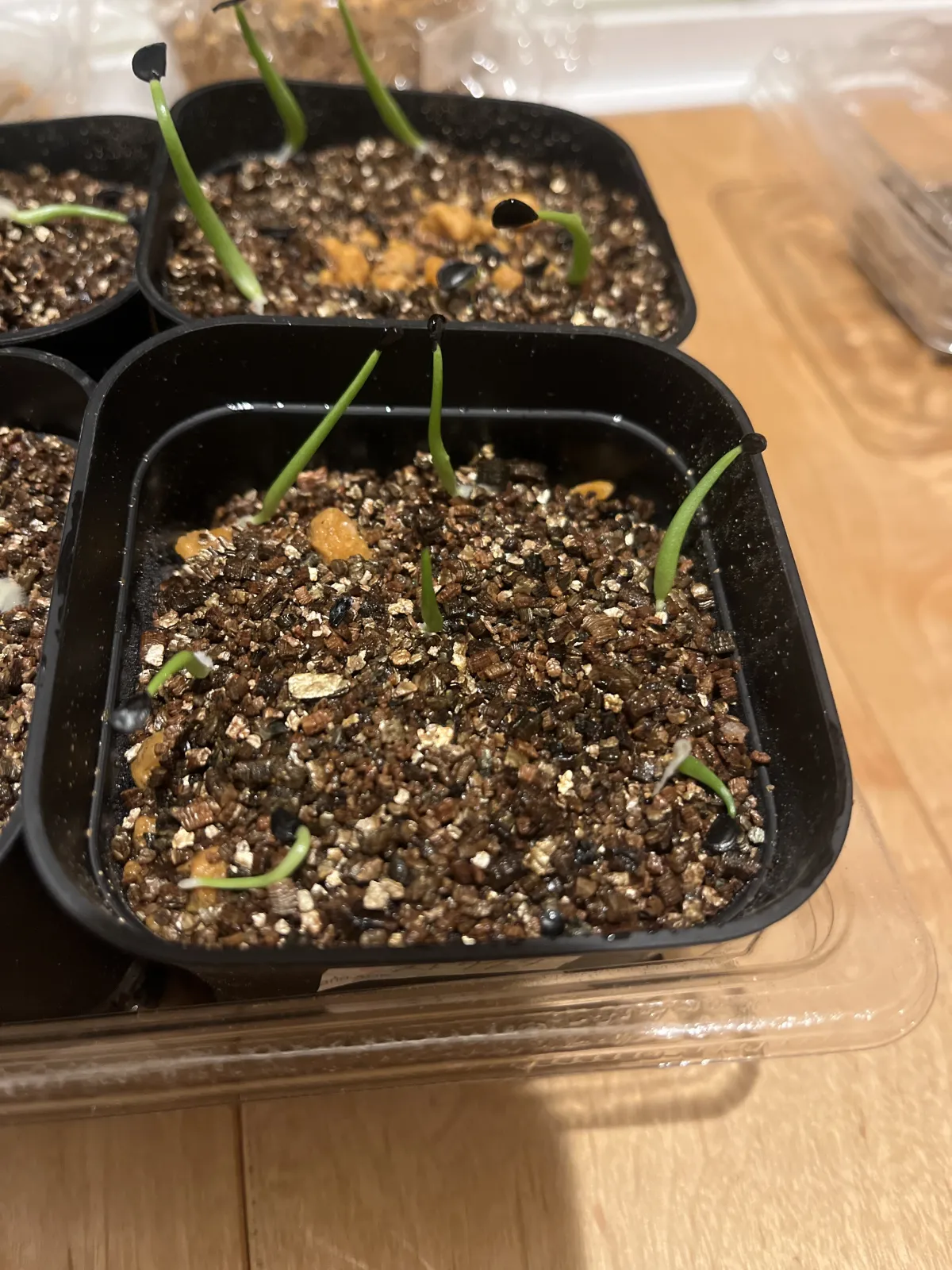 Agave stricta (アガベ ストリクタ)