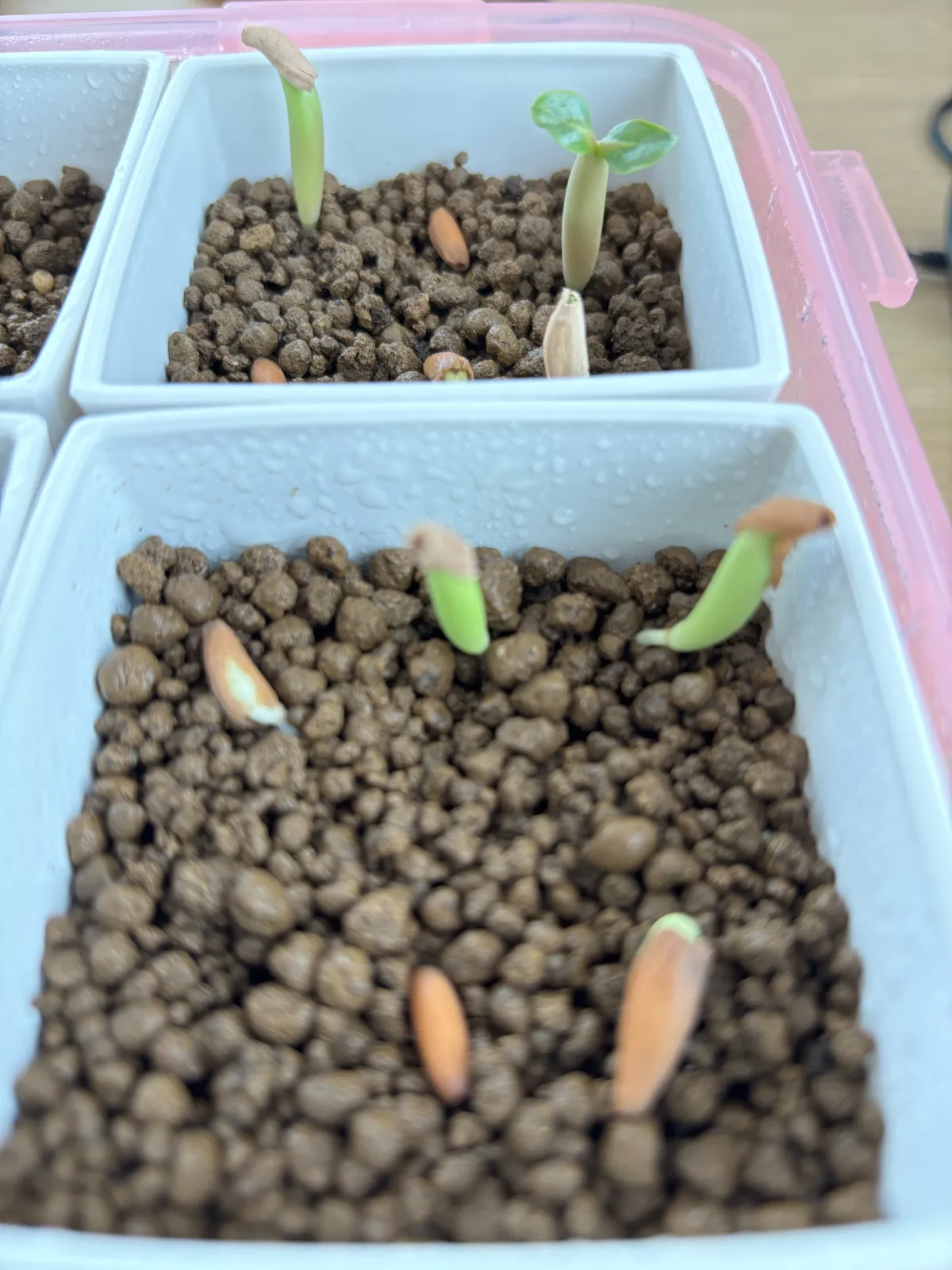 Adenium arabicum Black Stem (アデニウム アラビカム ブラックステム)