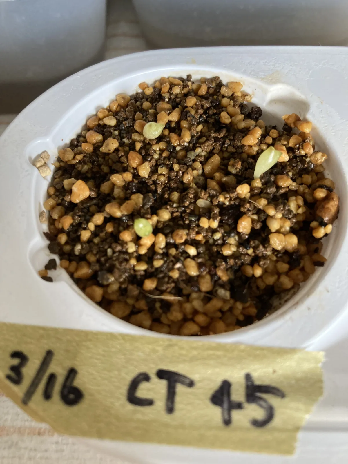 Copiapoa tenuissima (コピアポア テヌイシマ)