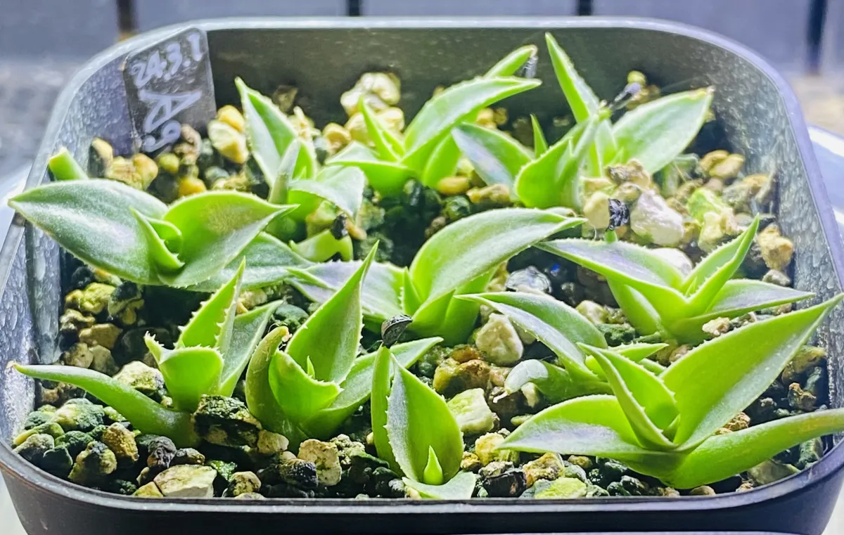 Agave utahensis var. eborispina 'Hayford' (アガベ エボリスピナ ヘイフォード)