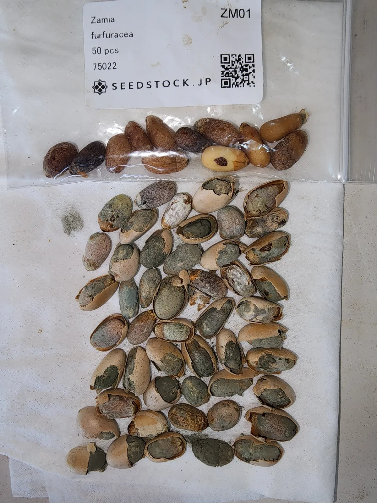 Zamia furfuracea (ザミア フルフラケア（メキシコザミア）)