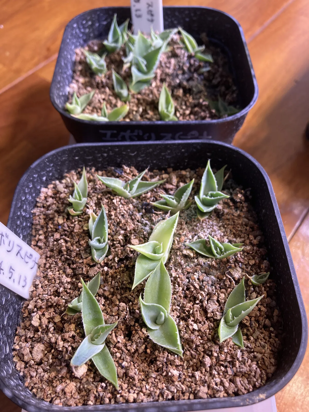 Agave utahensis var. eborispina 'Hayford' (アガベ エボリスピナ ヘイフォード)