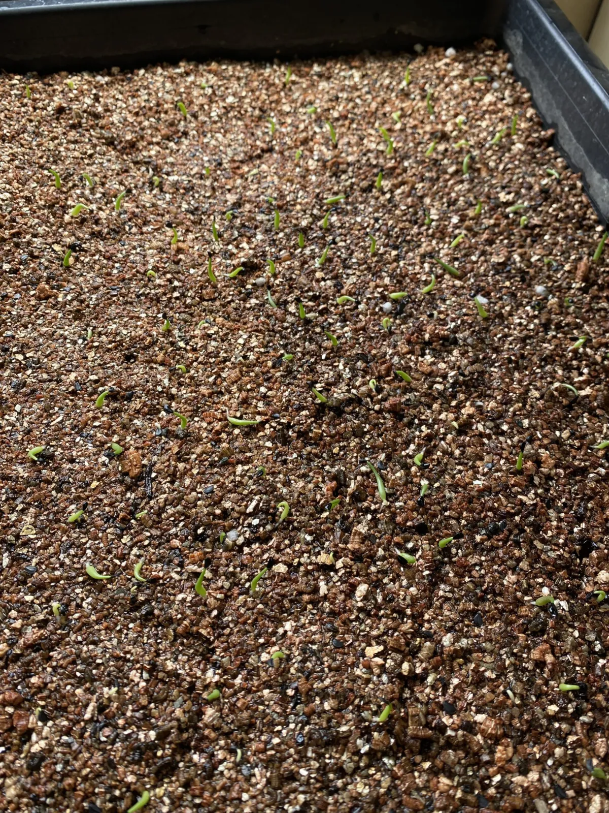 Agave oteroi (アガベ オテロイ)