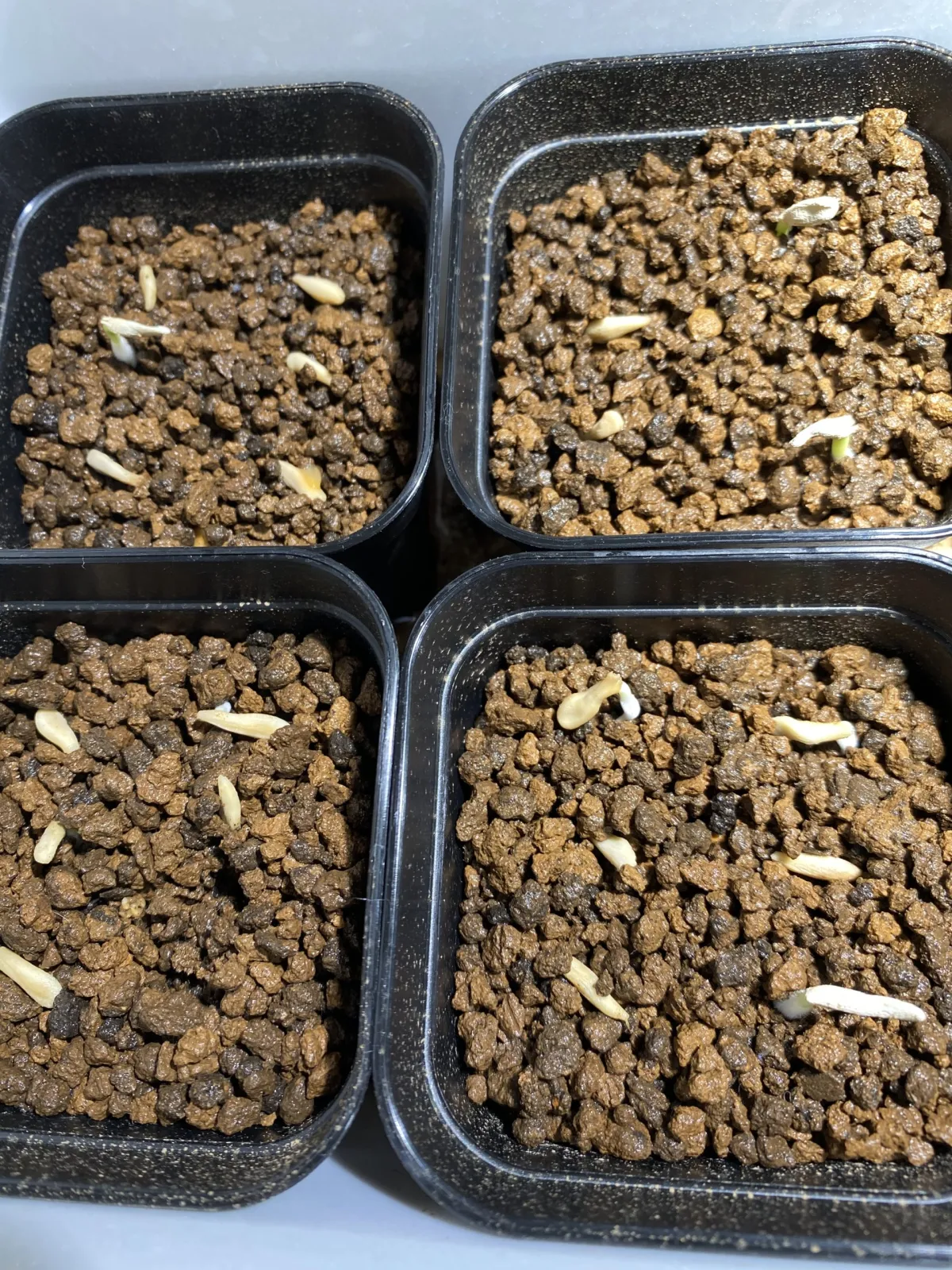 Pachypodium lamerei (パキポディウム ラメレイ 夢叶棒)