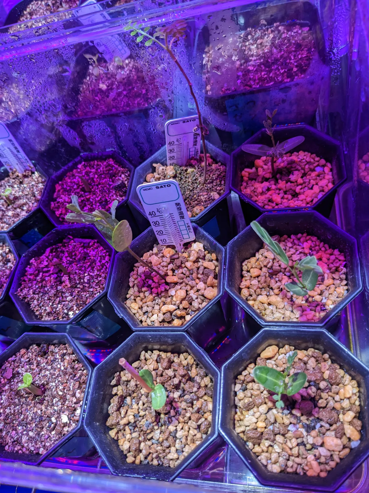 Senna meridionalis (センナ メリディオナリス)