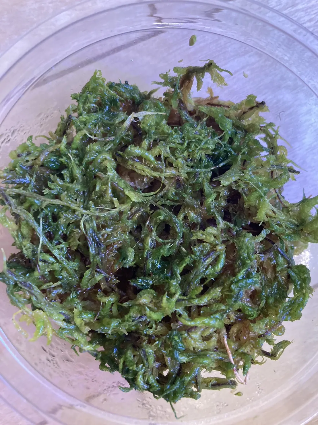 Tillandsia biflora (ティランジア ビフローラ)