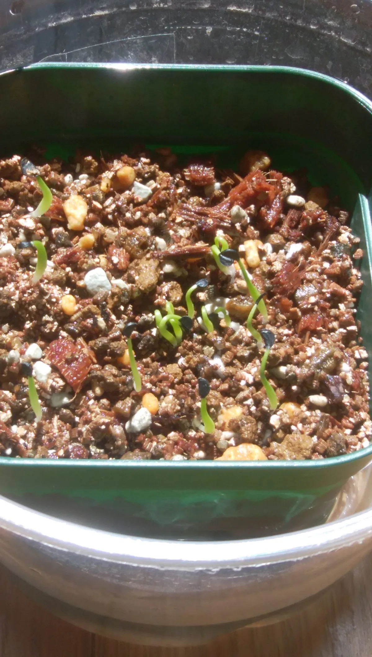 Agave garciae-mendozae (アガベ ガルシアメンドーサ)