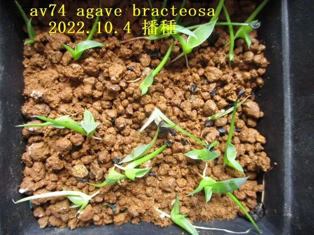 Agave bracteosa (アガベ ブラクテオーサ)