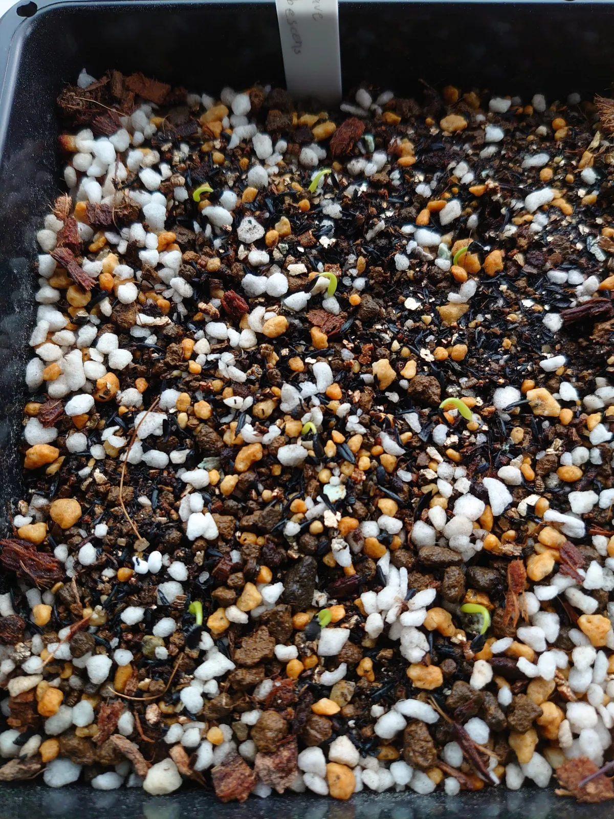 Agave albescens (アガベ アルベセンス)