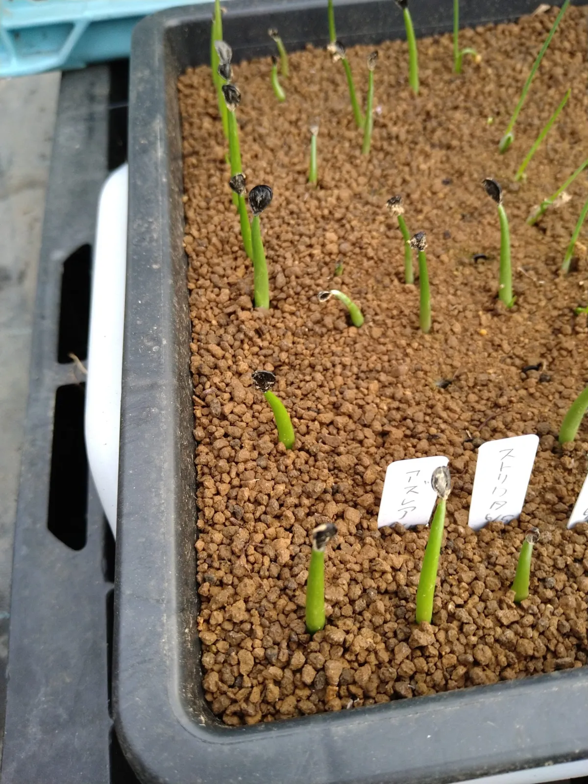 Agave azurea (アガベ アズレア)