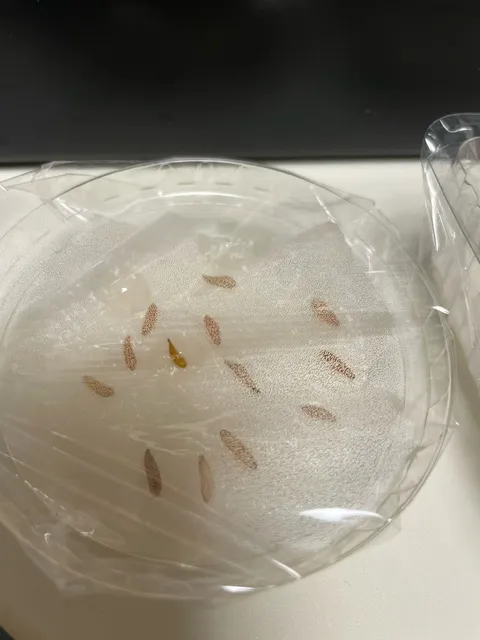 [無料種子] 発芽難 パキポディウム グラキリス　 Pachypodium rosulatum var. gracilius