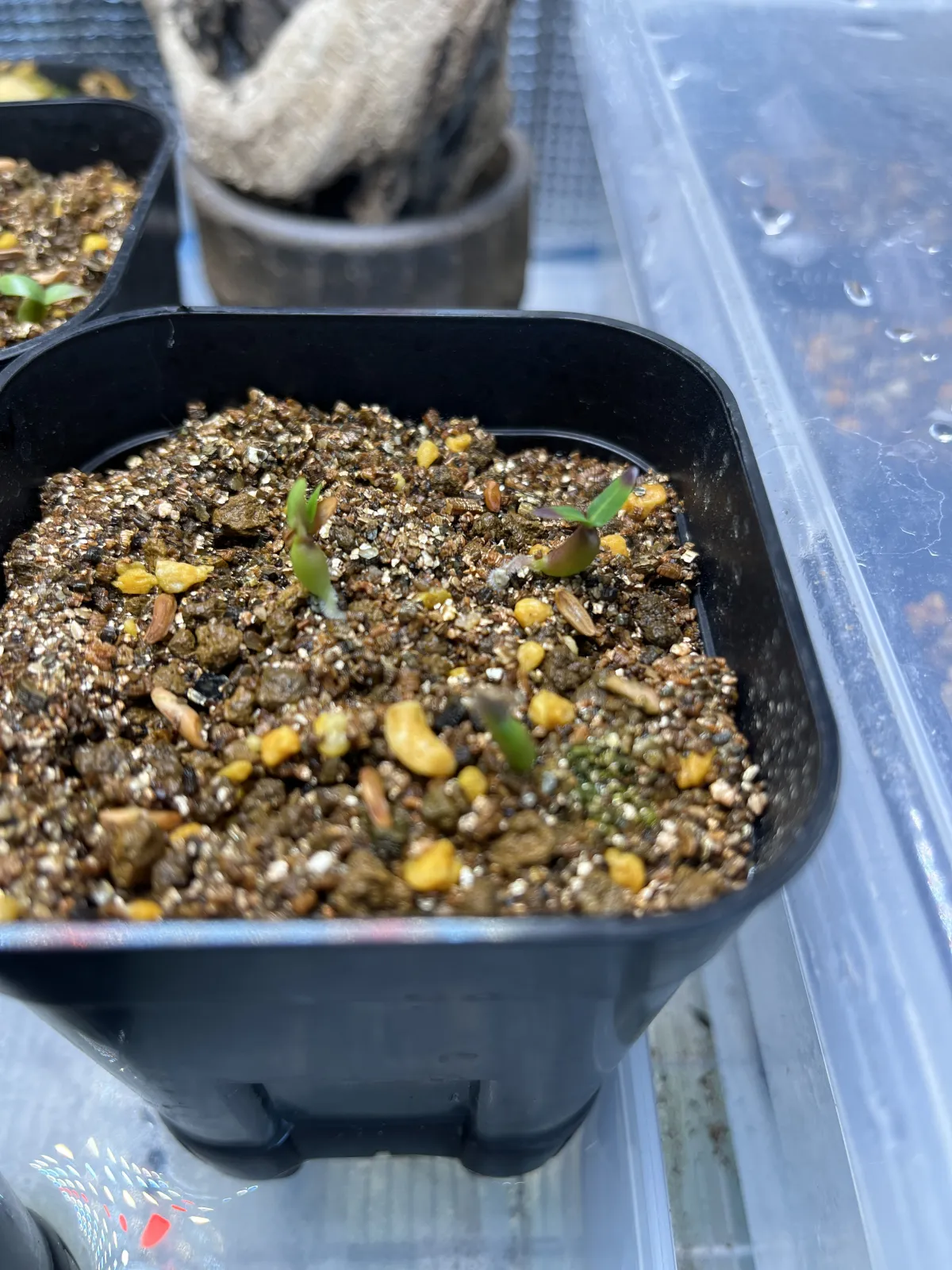 Pachypodium brevicaule subsp. leucoxanthum (パキポディウム レウコキサンツム)