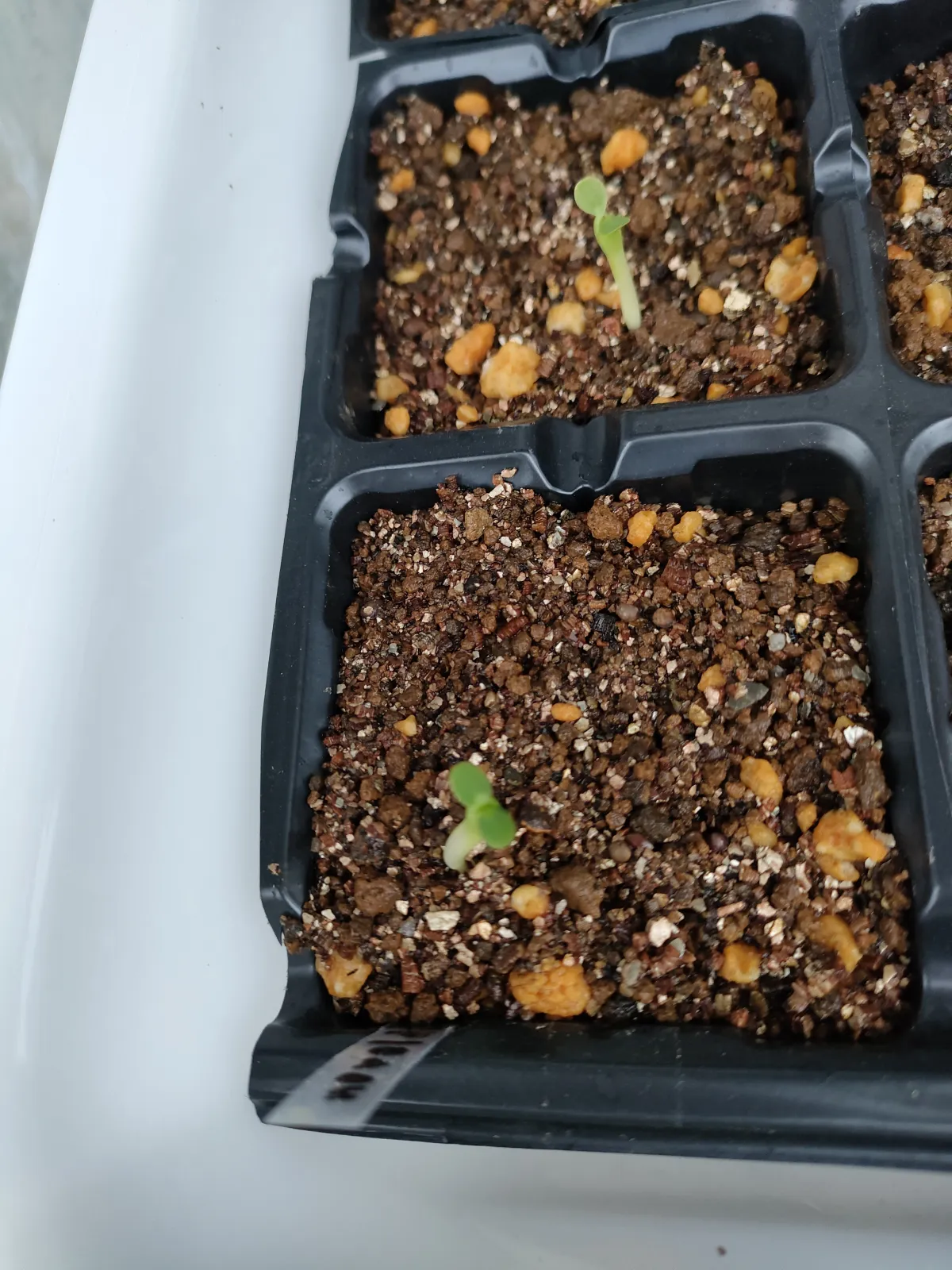 Euphorbia horrida var. norveldensis (ユーフォルビア ホリダ ノーベルデンシス)