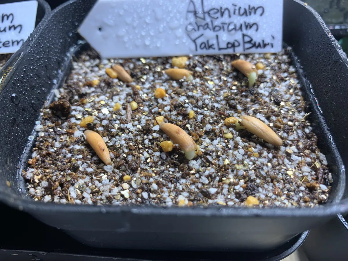 Adenium arabicum (アデニウム アラビカム)