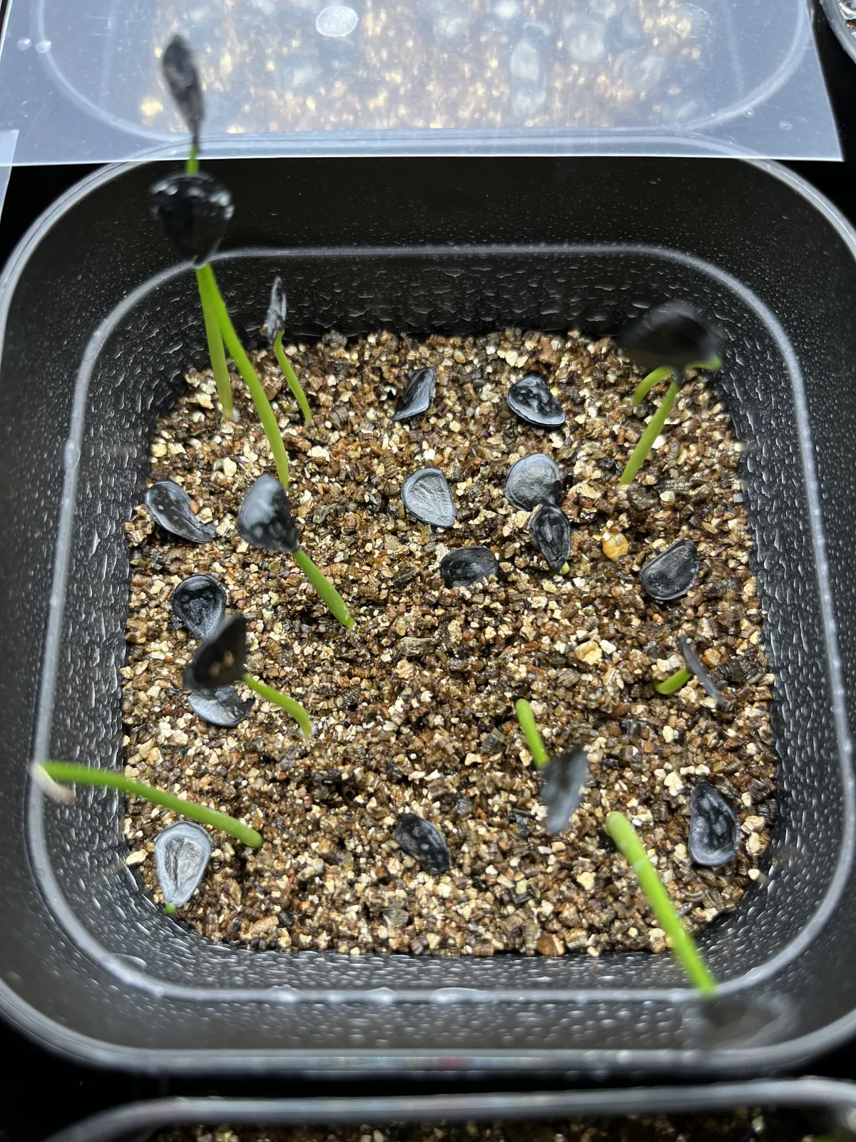 Agave americana ssp. americana (アガベ アメリカーナ)