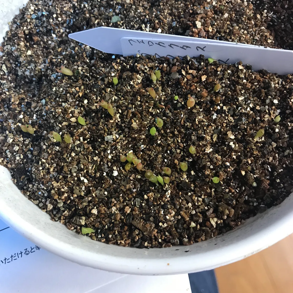 Ferocactus glaucescens (フェロカクタス グラウケスケンス)