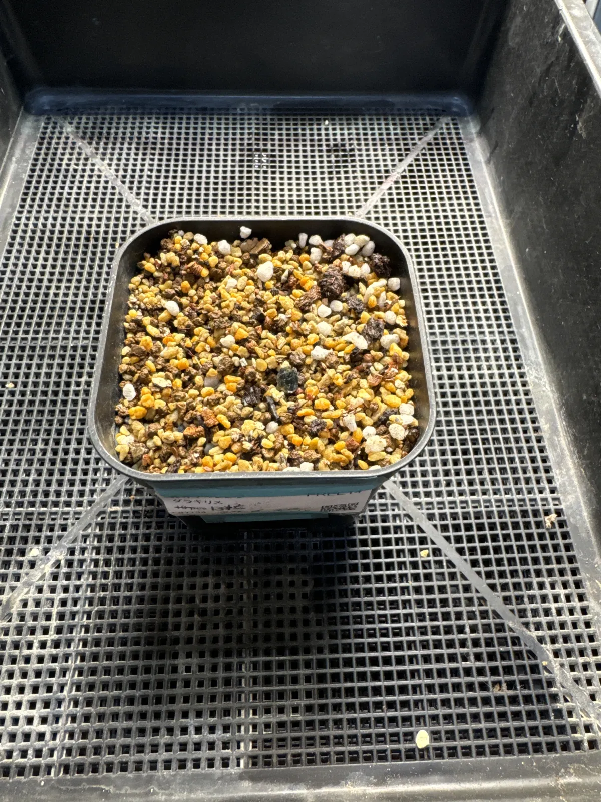 [無料種子] 発芽難 パキポディウム グラキリス　 Pachypodium rosulatum var. gracilius