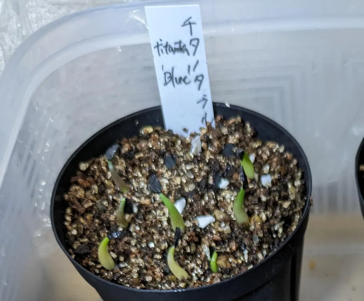 Agave titanota 'Blue' (アガベ チタノタブルー)