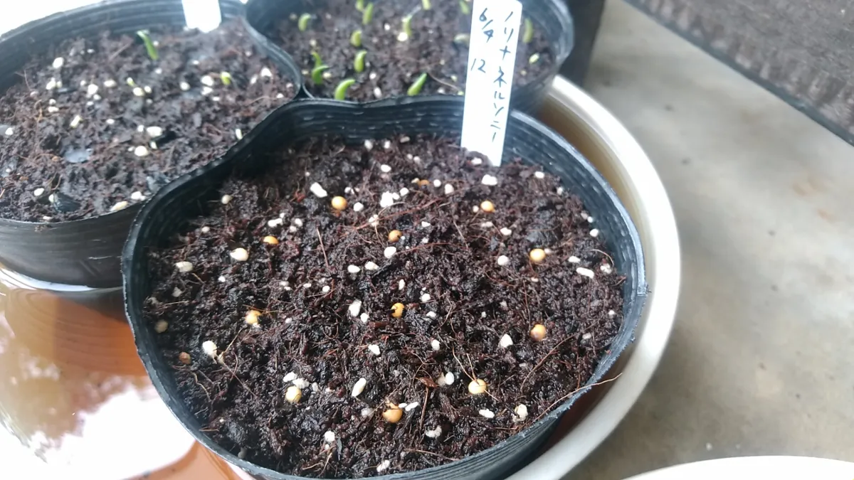 Nolina nelsonii (ノリナ ネルソニー)