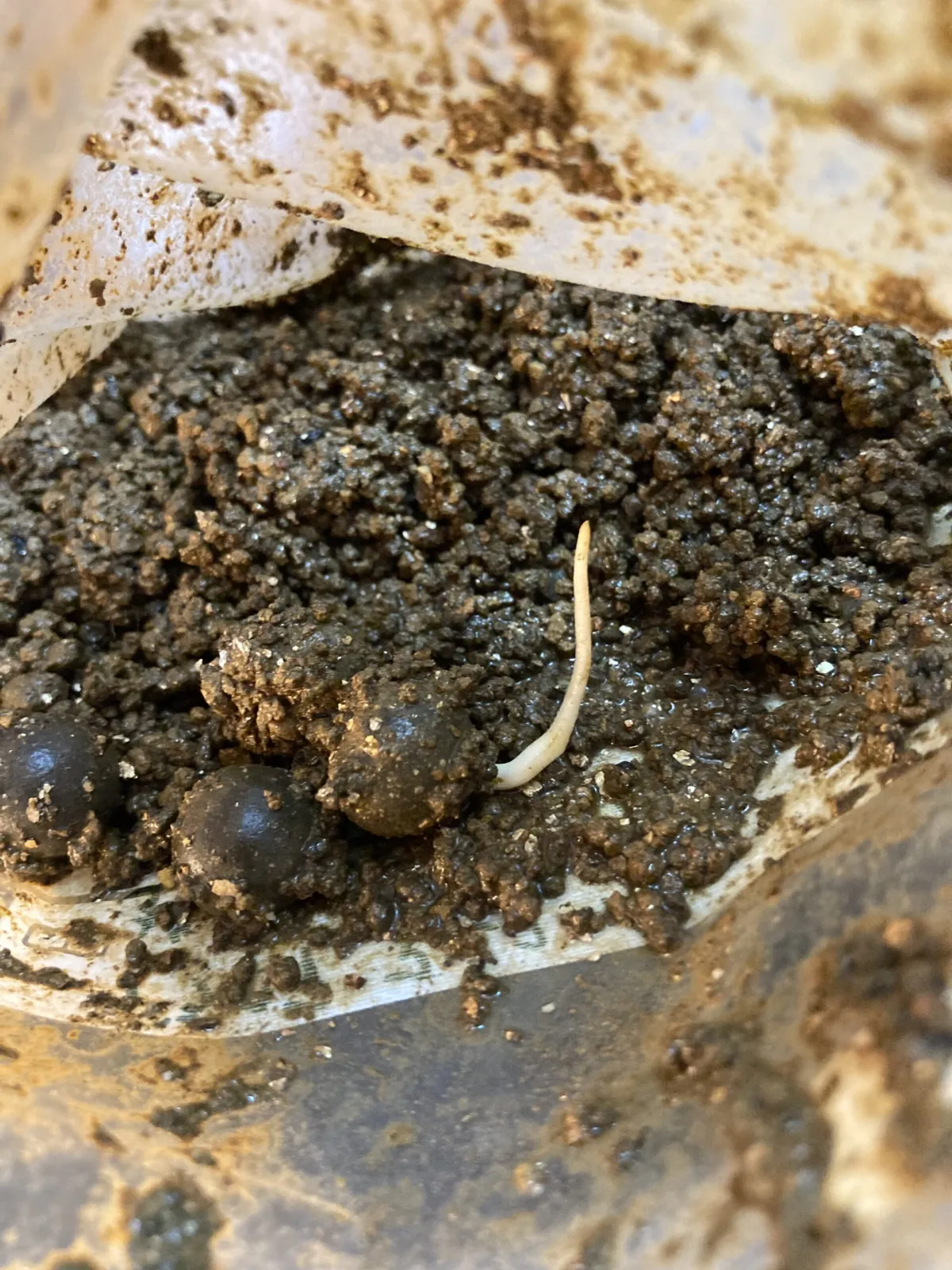 Brahea armata (ブラヘア アルマータ)