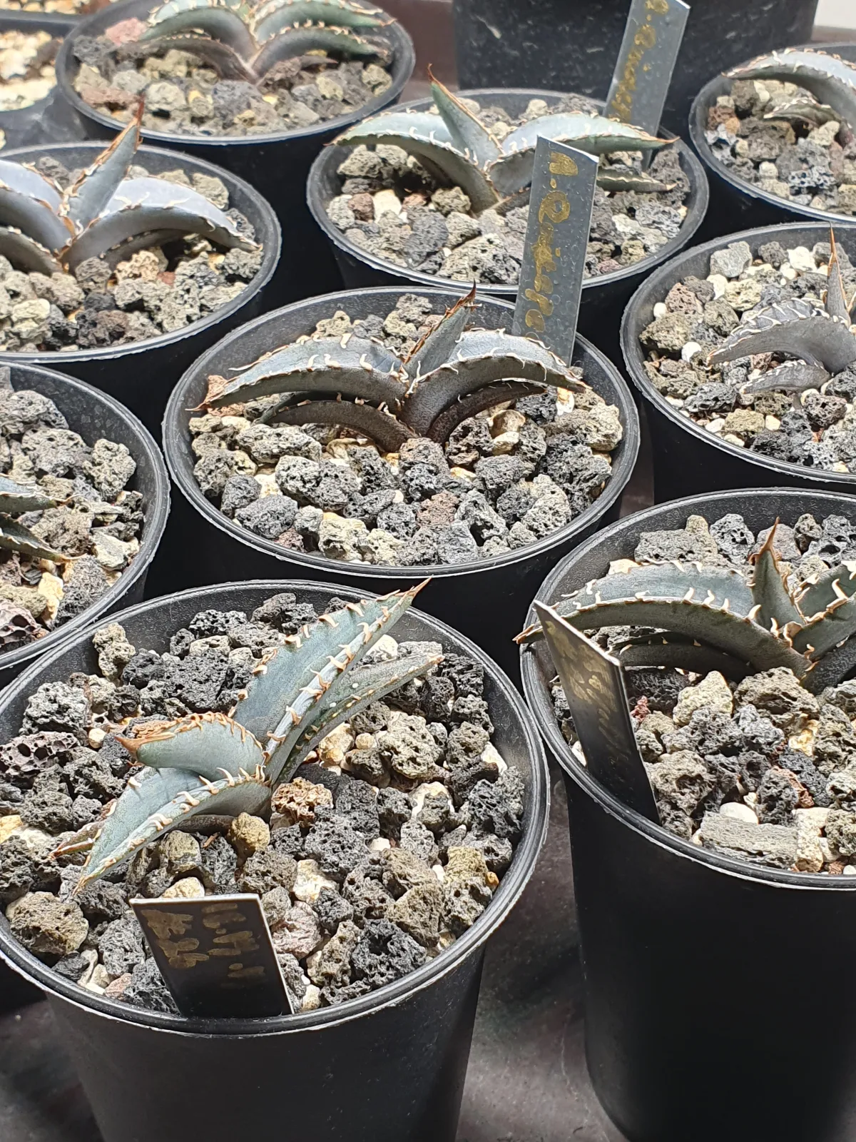 Agave quiotepecensis (アガベ クイオテペセンシス)