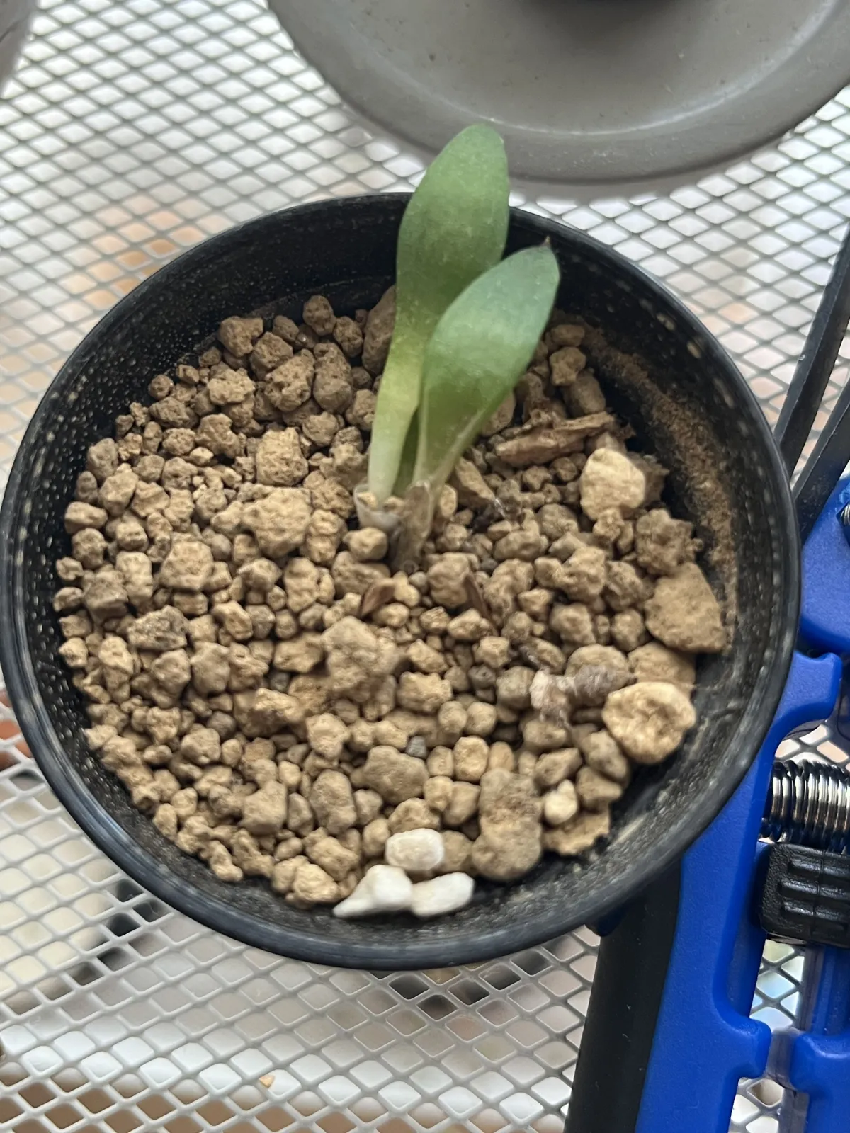 Agave titanota 'Blue' (アガベ チタノタブルー)