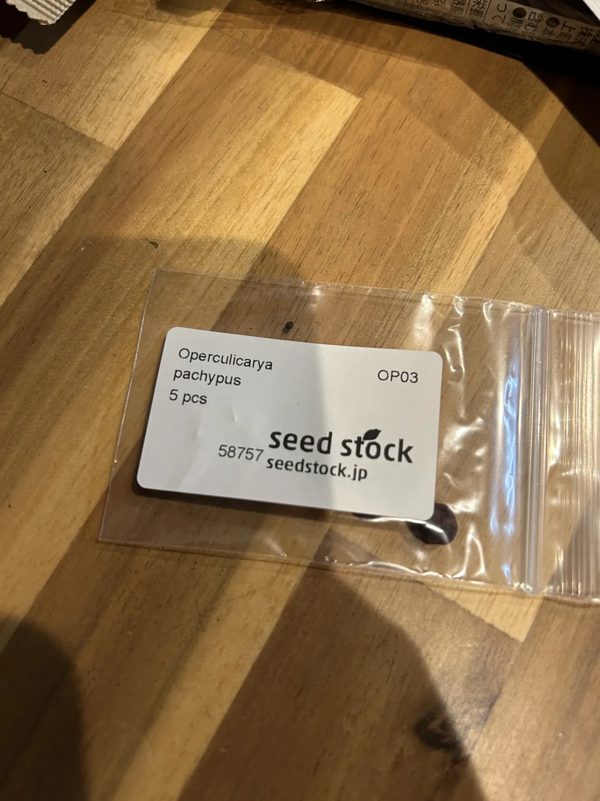 Operculicarya pachypus (オペルクリカリア パキプス)