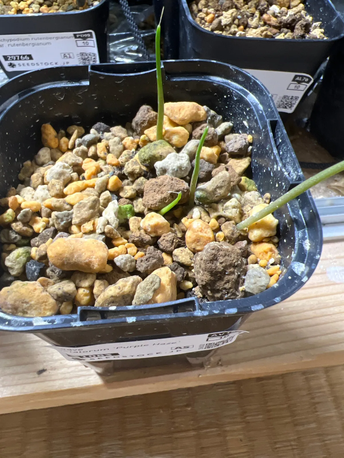 Agave potatorum Purple Haze (アガベ パープルヘイズ)