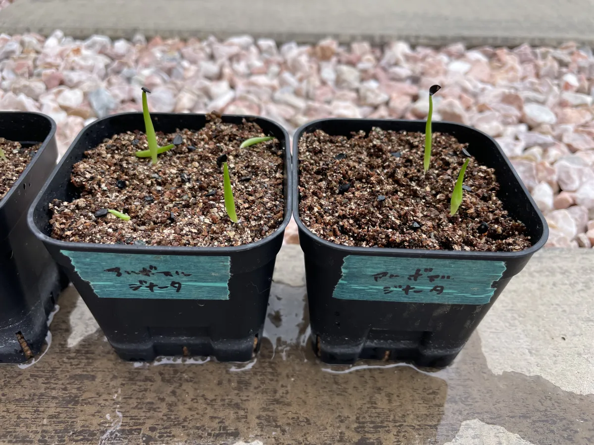 Agave albomarginata (アガベ アルボマルジナータ)