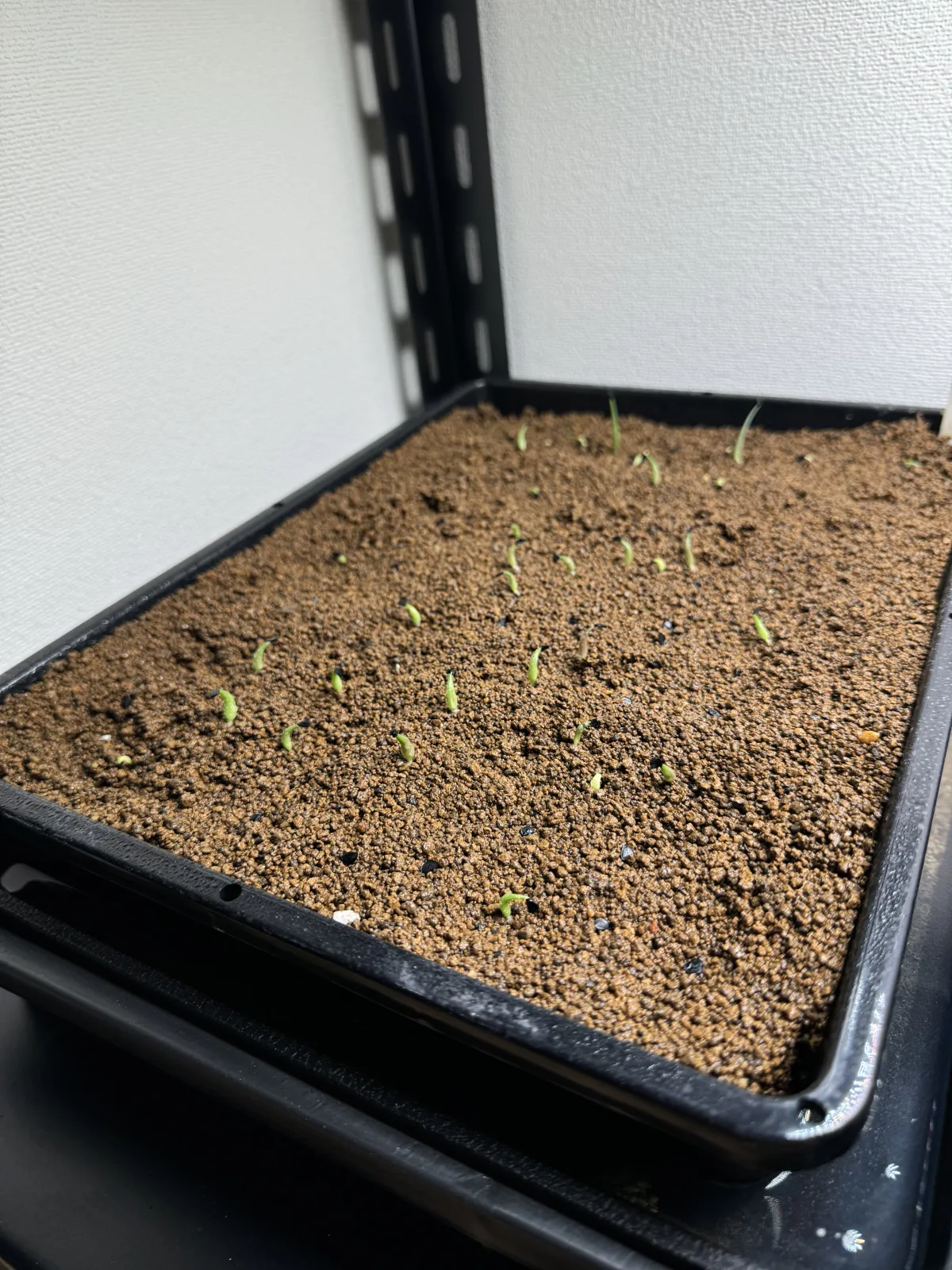 Agave titanota (アガベ チタノタ ドワーフ)