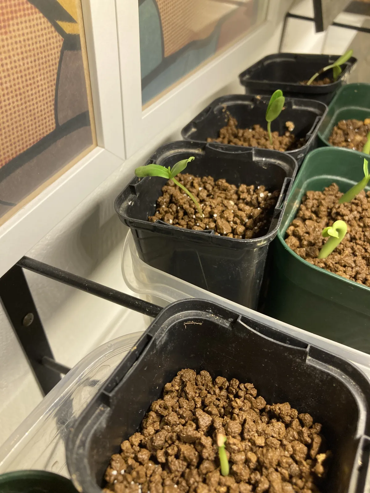 Senna meridionalis (センナ メリディオナリス)