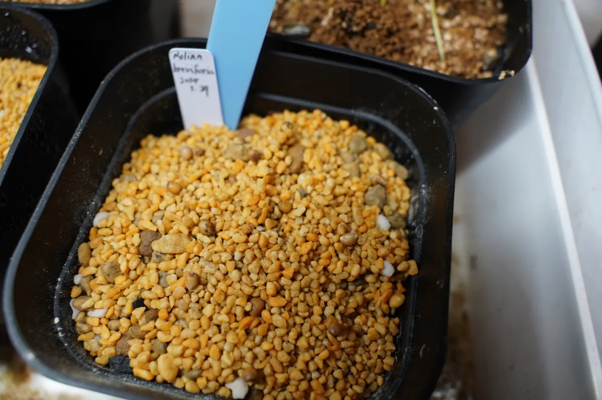 Nolina brevifolia (ノリナ ブレビフォリア)