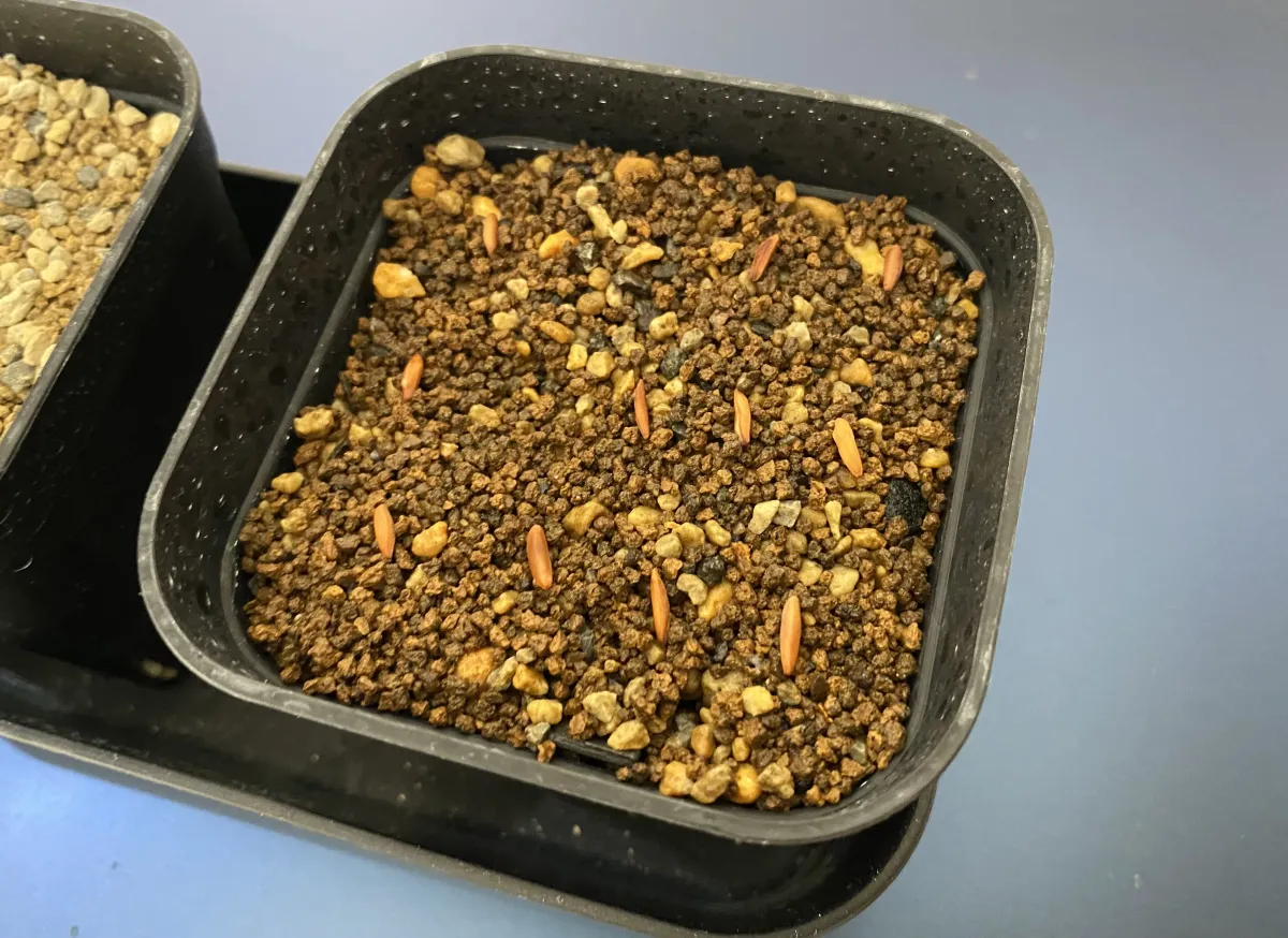 [無料種子] 発芽難 パキポディウム グラキリス　 Pachypodium rosulatum var. gracilius