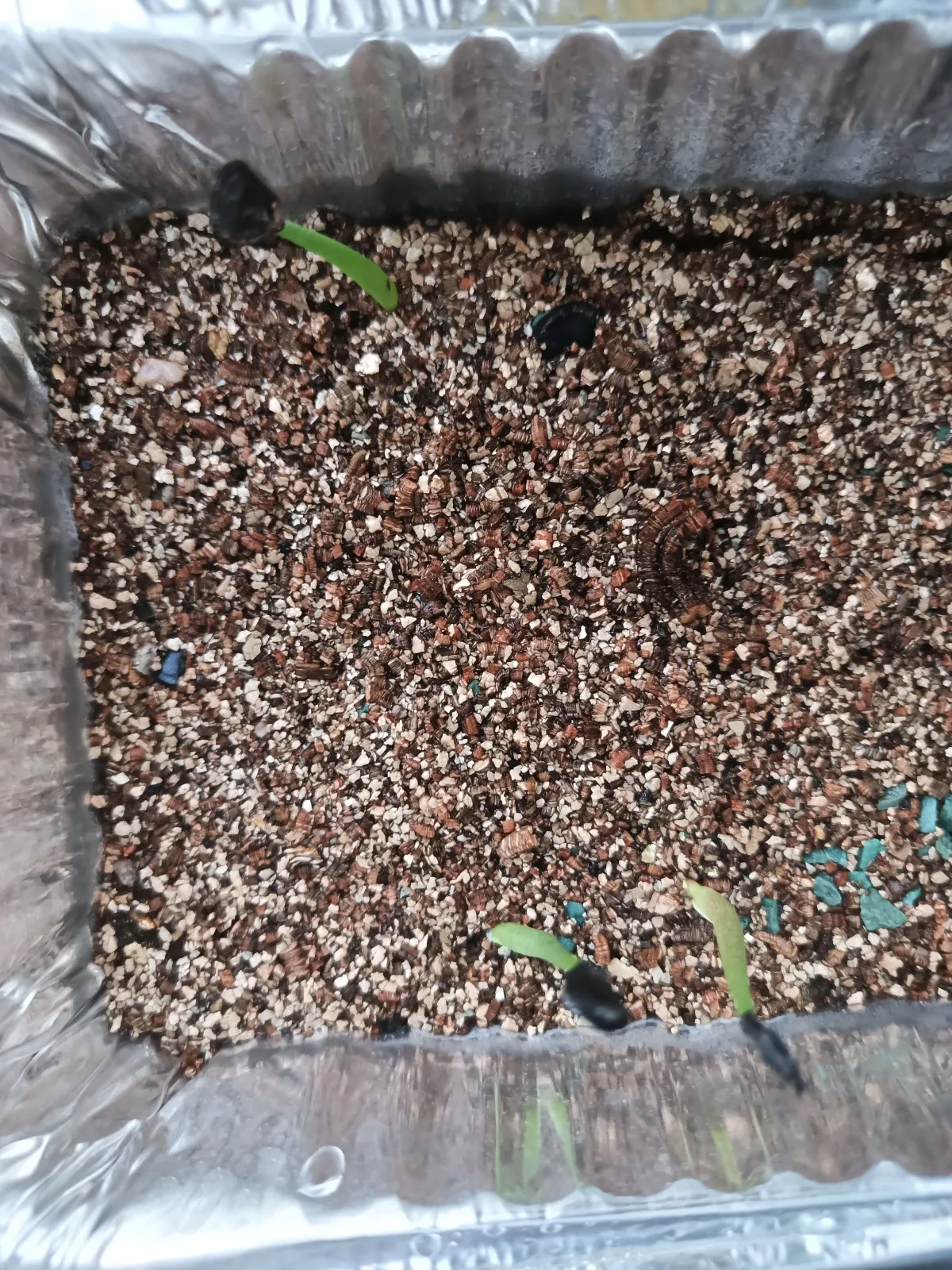 Agave parryi var. truncata (アガベ パリー トランカータ)