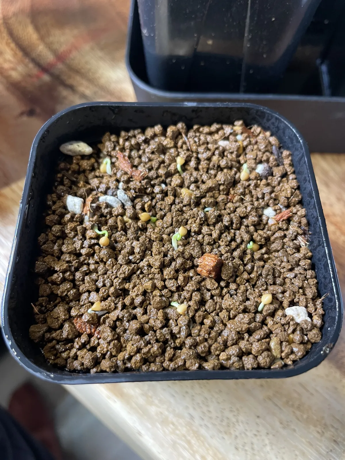 Dasylirion wheeleri (ダシリリオン ウィーレリ)