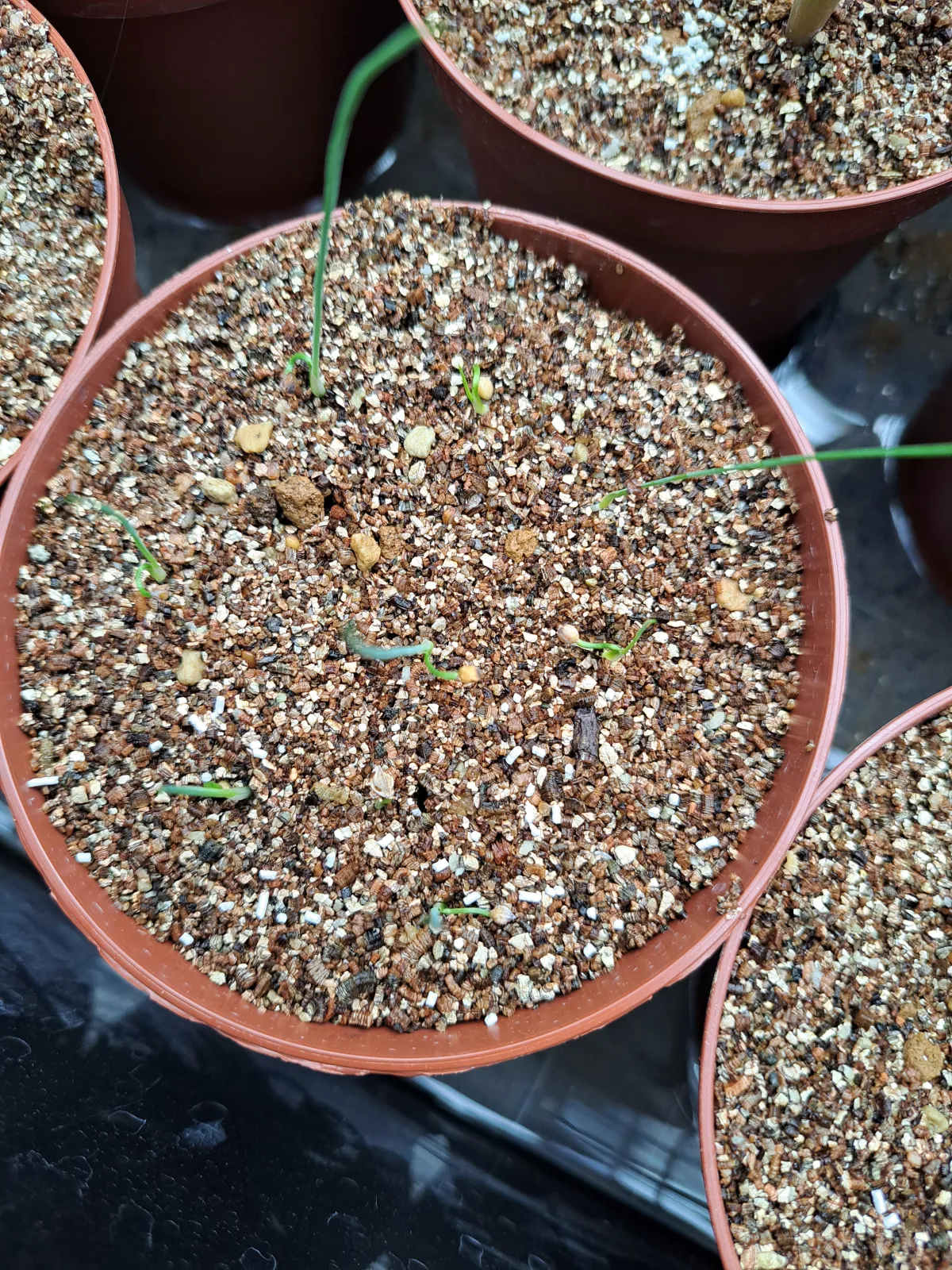 Dasylirion lucidum (ダシリリオン ルキダム)