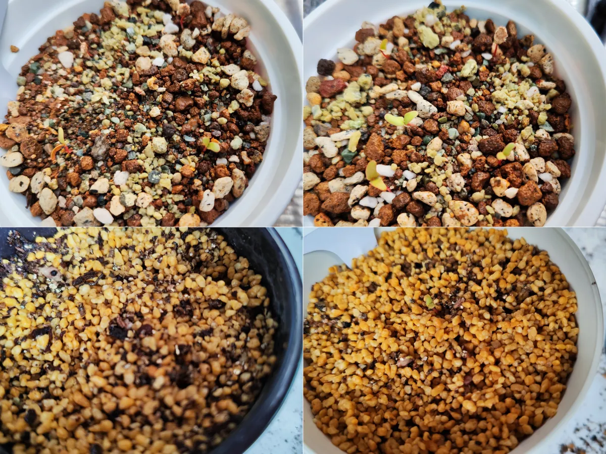 Pachycormus discolor (パキコルムス ディスカラー)