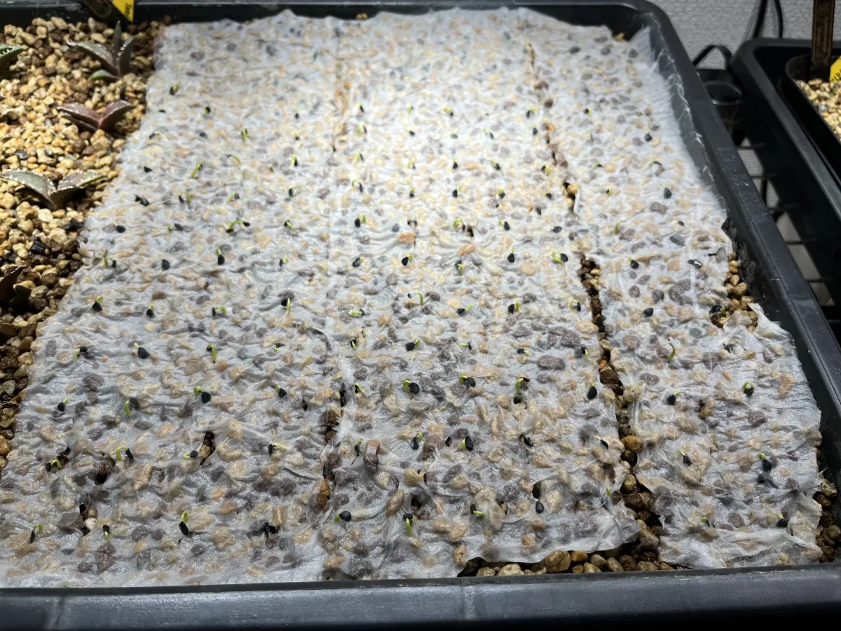 Agave utahensis var. eborispina (アガベ エボリスピナ)