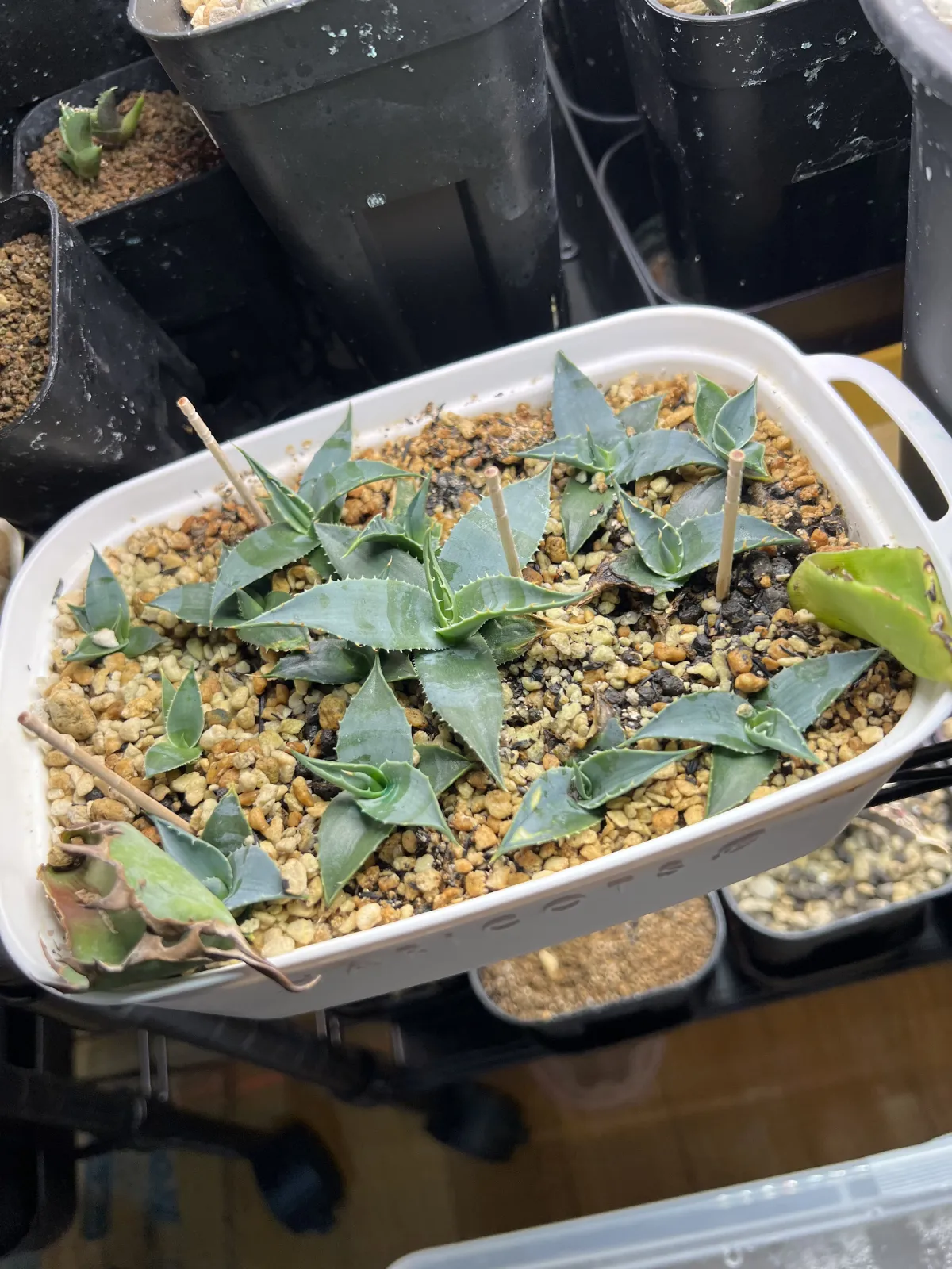 Agave utahensis var. eborispina (アガベ エボリスピナ)