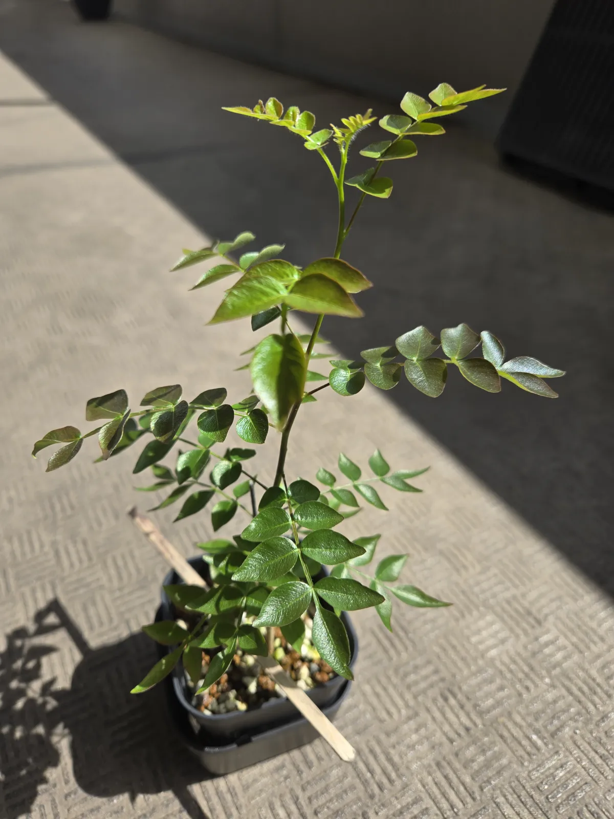 Operculicarya borealis (オペルクリカリア ボレアリス)