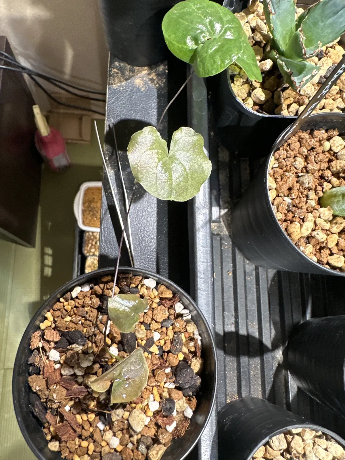 Dioscorea elephantipes (ディオスコレア エレファンティペス2023F)