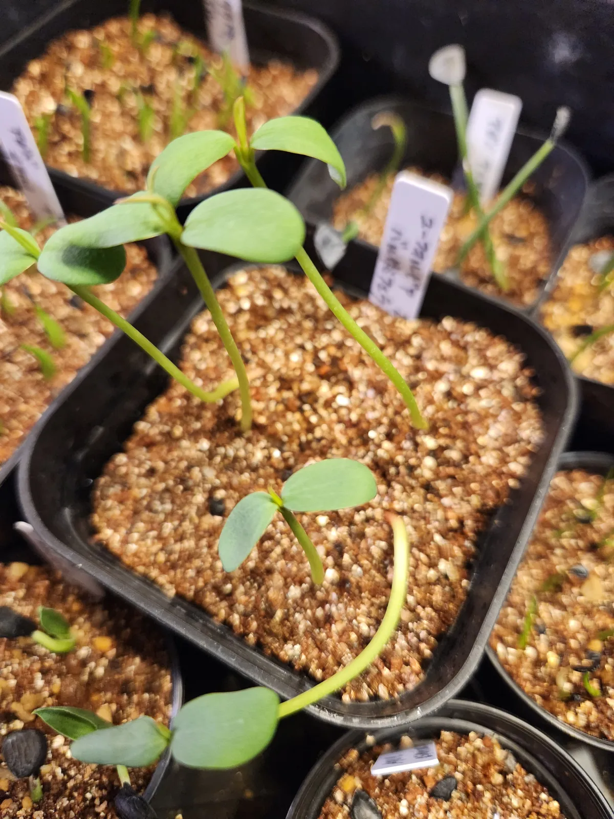 Euphorbia balsamifera (ユーフォルビア バルサミフェラ)