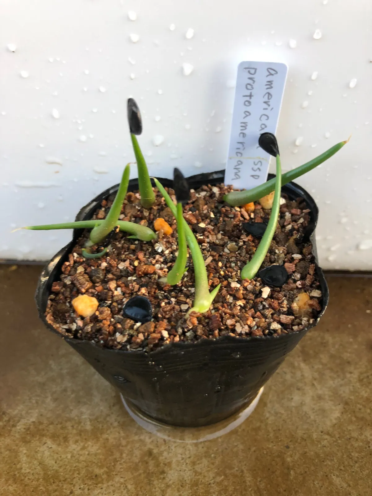 Agave americana ssp. protoamericana (アガベ プロトアメリカーナ)