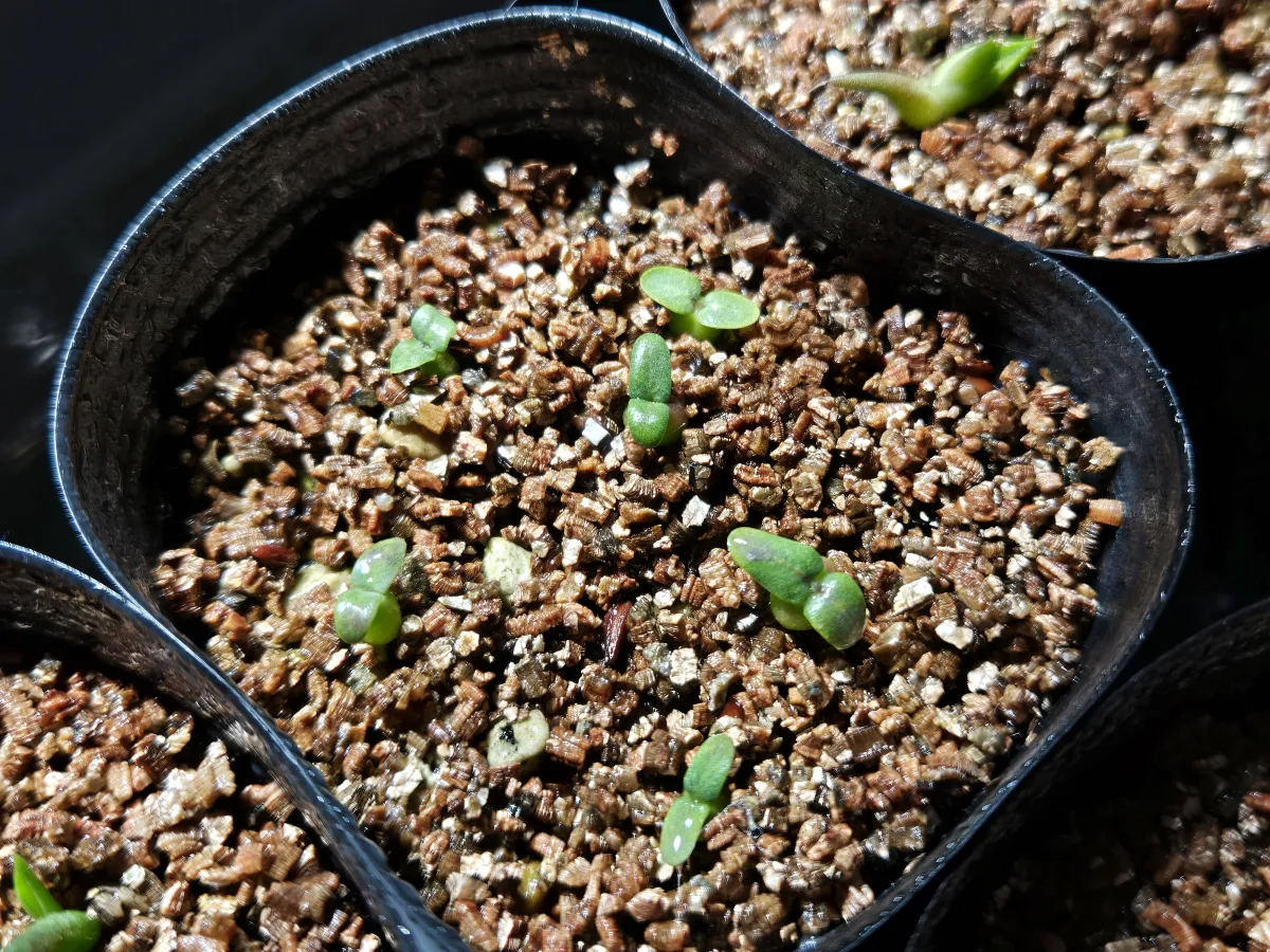 Pachypodium brevicaule subsp. leucoxanthum (パキポディウム レウコキサンツム)