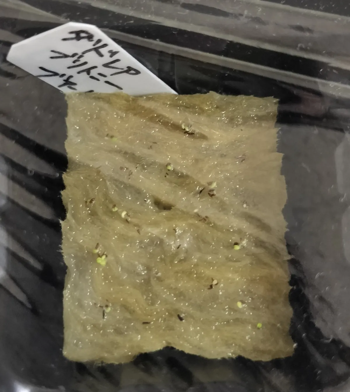 Dudleya brittonii (ダドレヤ ブリトニー ブファドラ)