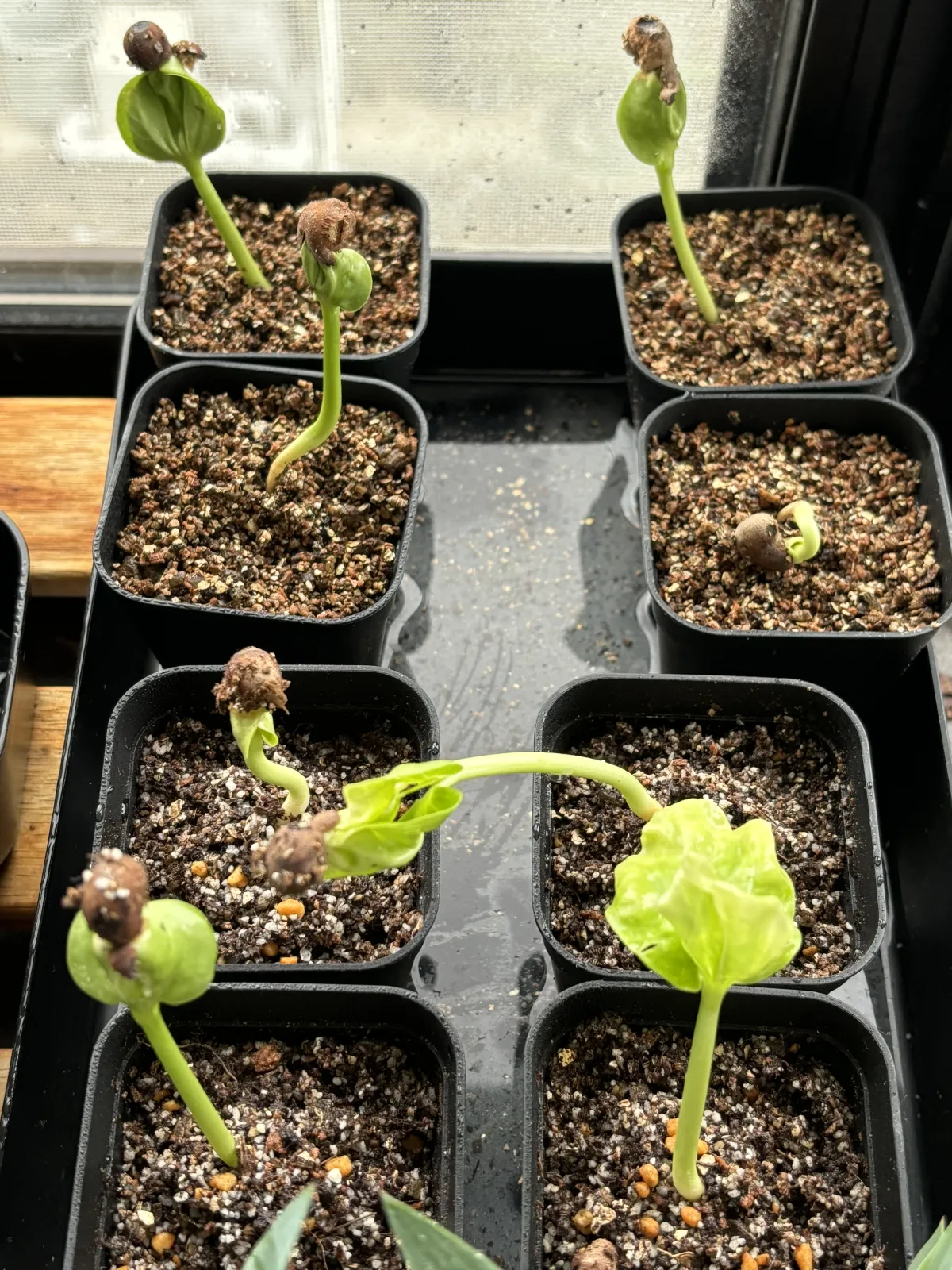 Adansonia digitata (アダンソニア（バオバブ） ディギタータ)