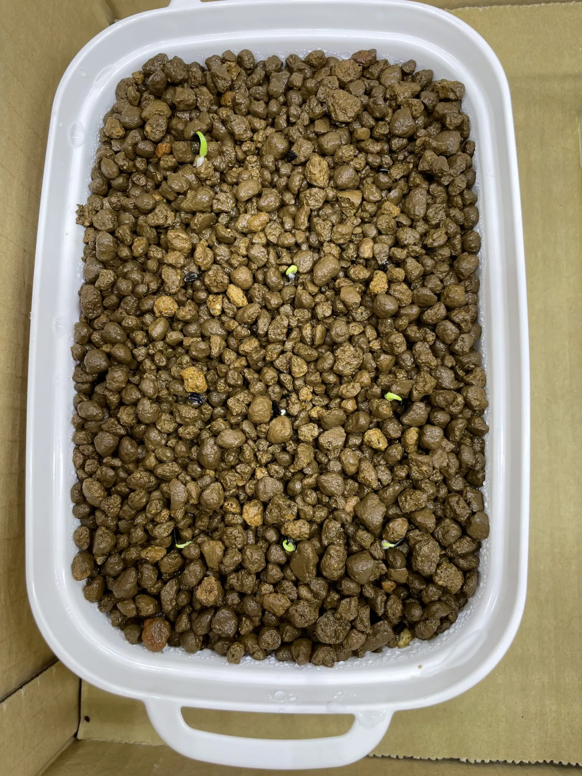 Agave xylonacantha (アガベ キシロナカンサ)