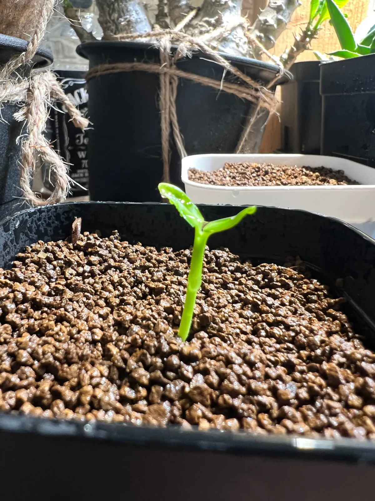 Pachypodium ambongense (パキポディウム アンボンゲンセ)