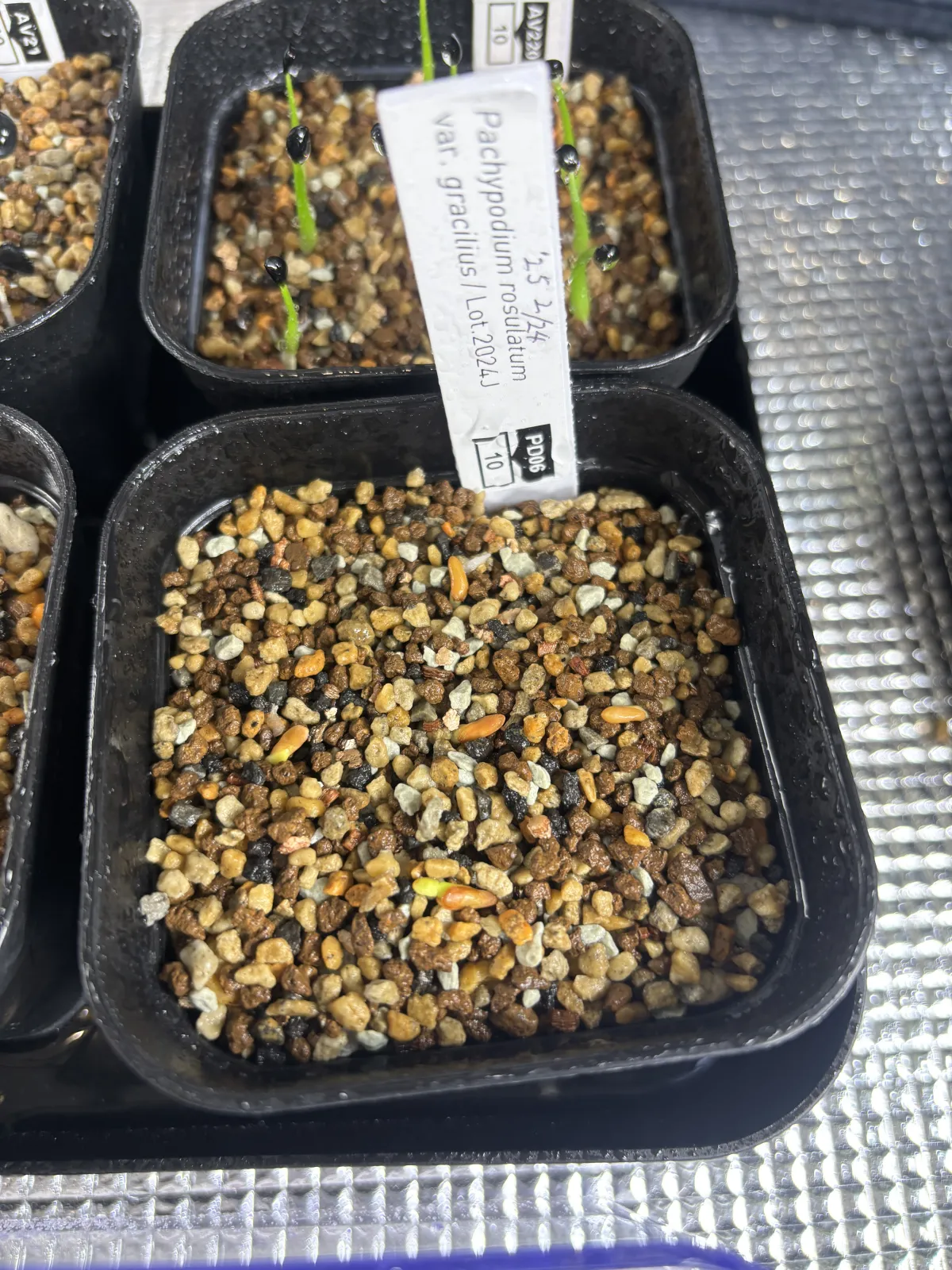 Pachypodium rosulatum var. gracilius (パキポディウム グラキリス)